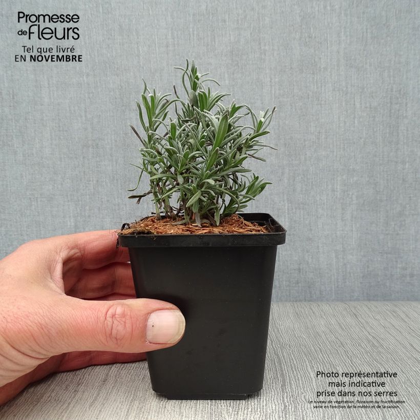 Ejemplar de Lavanda angustifolia Munstead Maceta de 8/9 cm entregado en otoño
