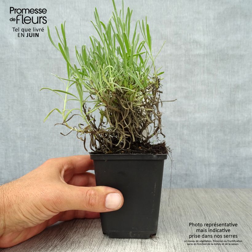 Ejemplar de Lavanda angustifolia Munstead Maceta de 8/9 cm entregado en verano