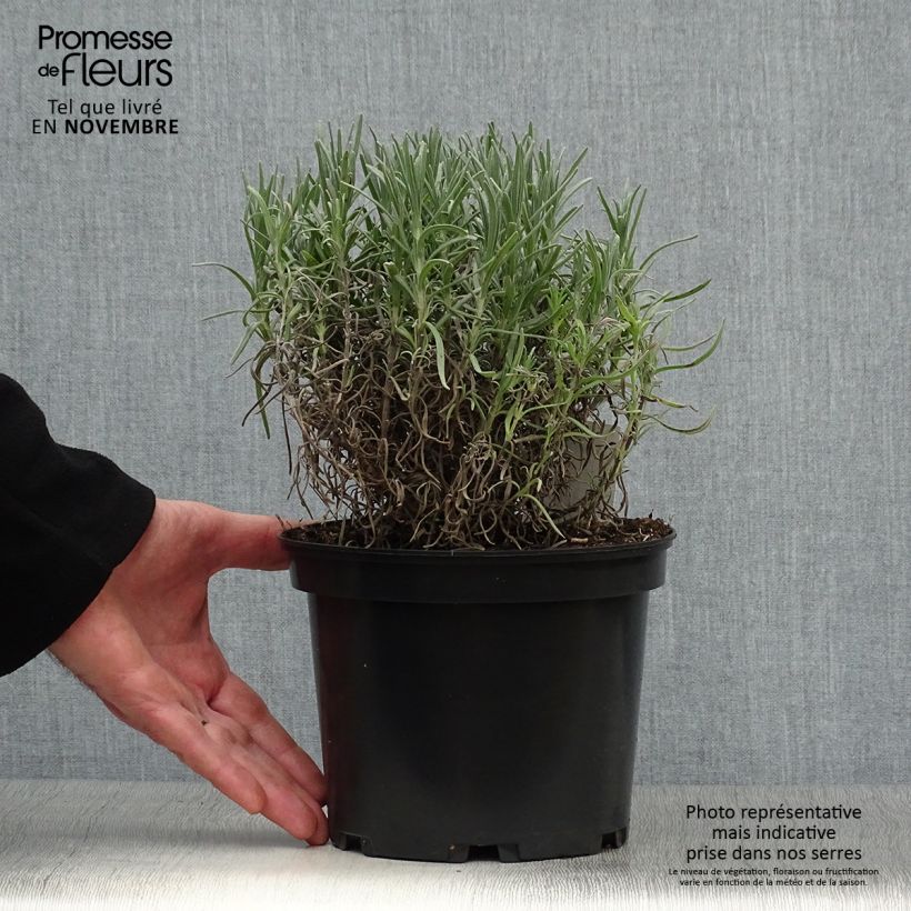 Ejemplar de Lavanda angustifolia Munstead Maceta 2L/3L entregado en otoño