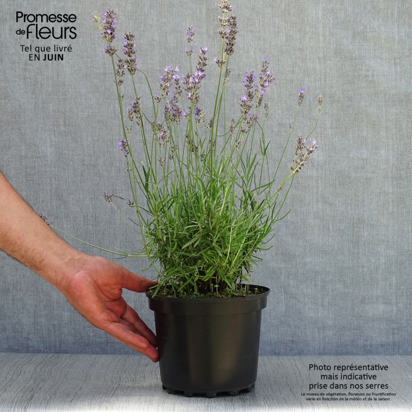 Ejemplar de Lavanda angustifolia Munstead Maceta 2L/3L entregado en verano