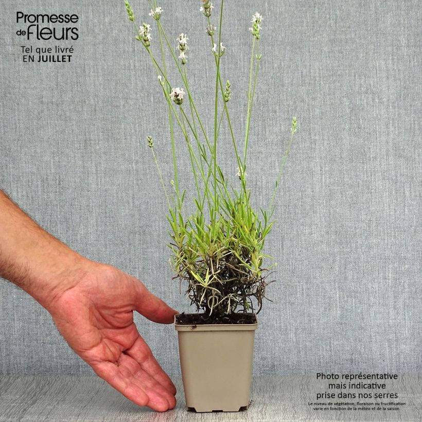 Ejemplar de Lavanda angustifolia Silbermöwe Maceta de 8/9 cm entregado en verano