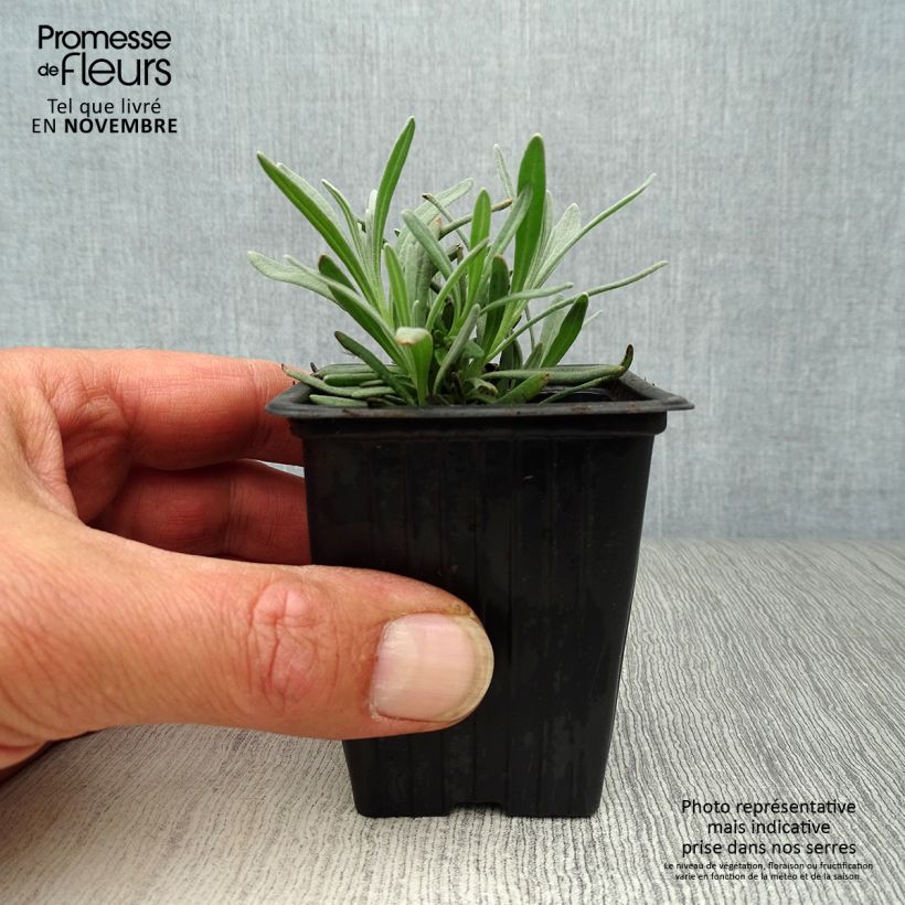 Ejemplar de Lavanda intermedia Grosso - Lavandín Maceta de 7/8 cm entregado en otoño