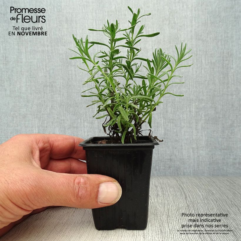 Ejemplar de Lavanda stoechas - Cantueso Maceta de 7/8 cm entregado en otoño