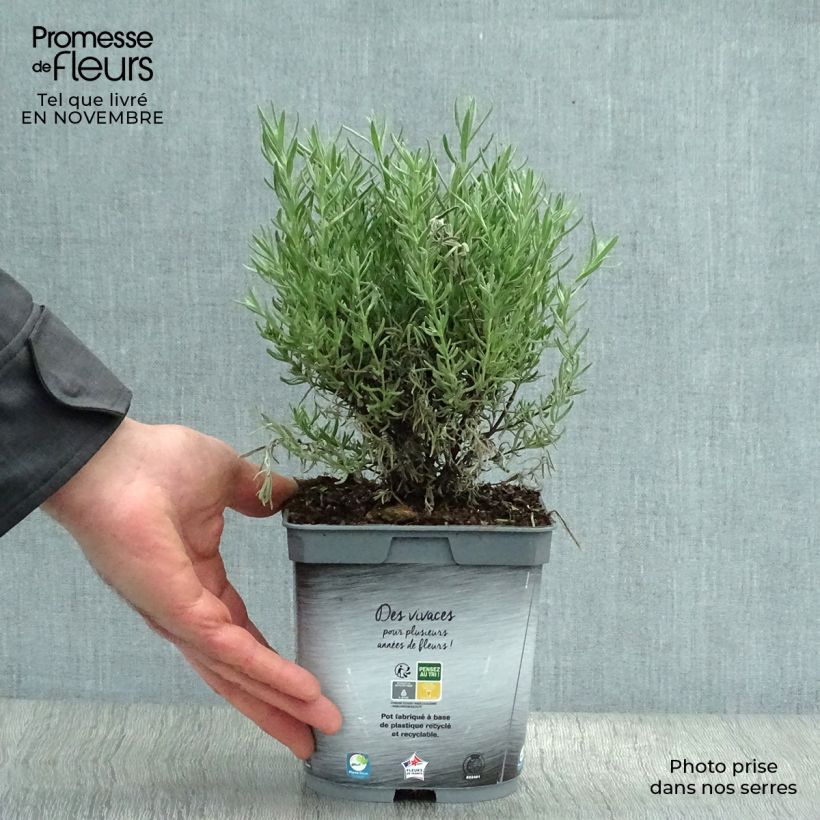 Ejemplar de Lavanda stoechas The Princess - Cantueso Maceta 2L/3L entregado en otoño