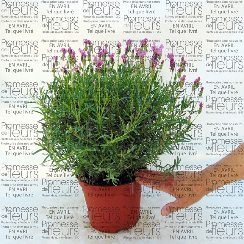 Ejemplo de ejemplar de Lavanda stoechas The Princess - Cantueso Maceta 4L/5LAltura de entrega aprox. 30/40cm tal y como se entrega