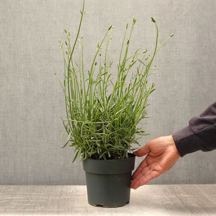 Ejemplar de Lavanda intermedia Sensational! - Lavandín Maceta 2L/3L entregado en verano