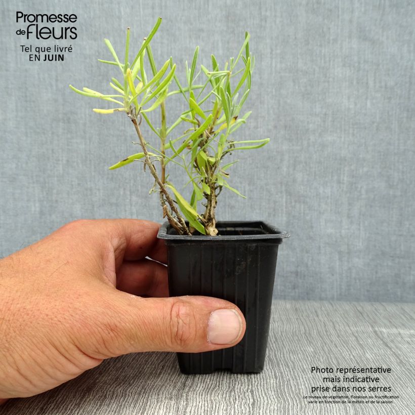 Ejemplar de Lavanda angustifolia Alba Maceta de 7/8 cm entregado en verano