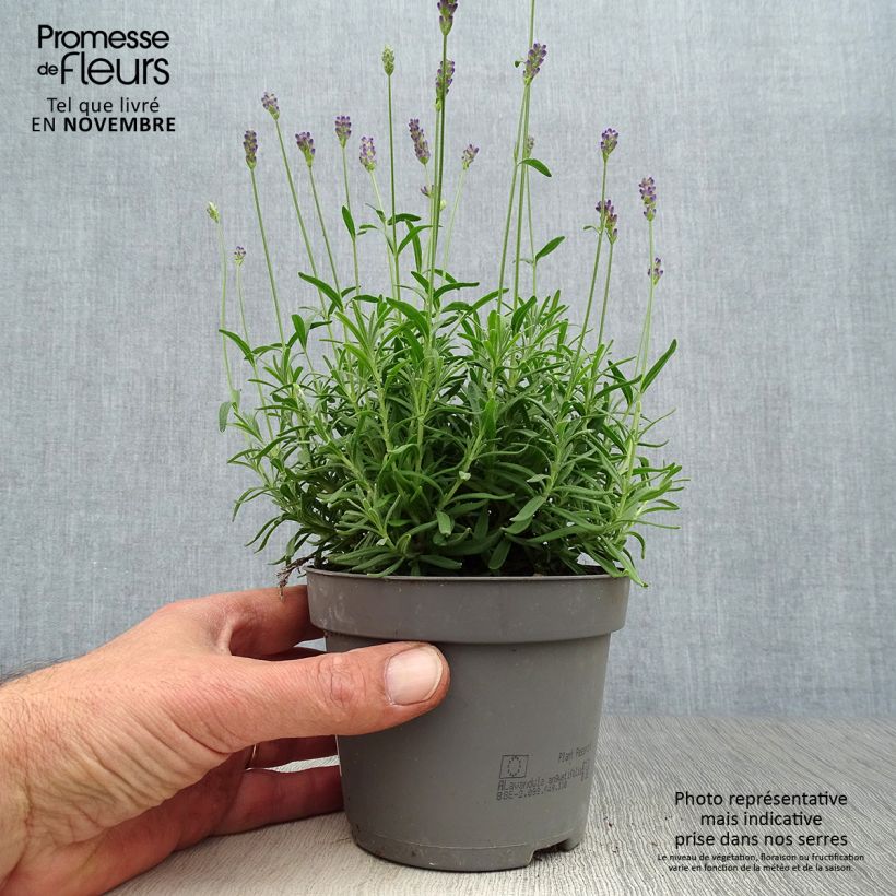 Ejemplar de Lavanda angustifolia Hidcote Maceta de 12 cm / 13 cm entregado en otoño