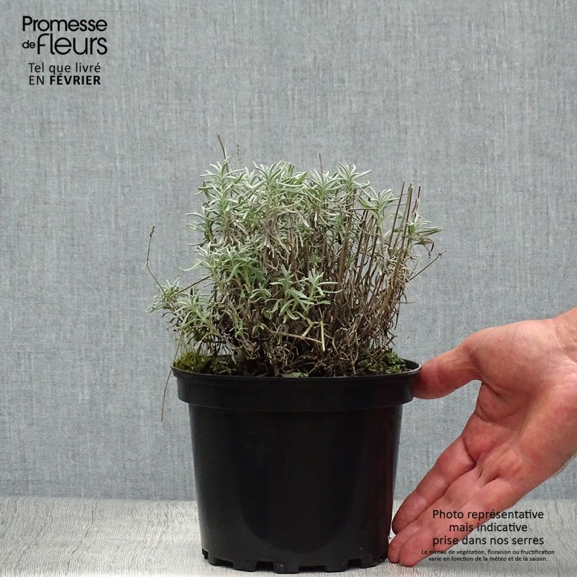 Ejemplar de Lavanda angustifolia Hidcote Maceta 1,5L/2L entregado en otoño