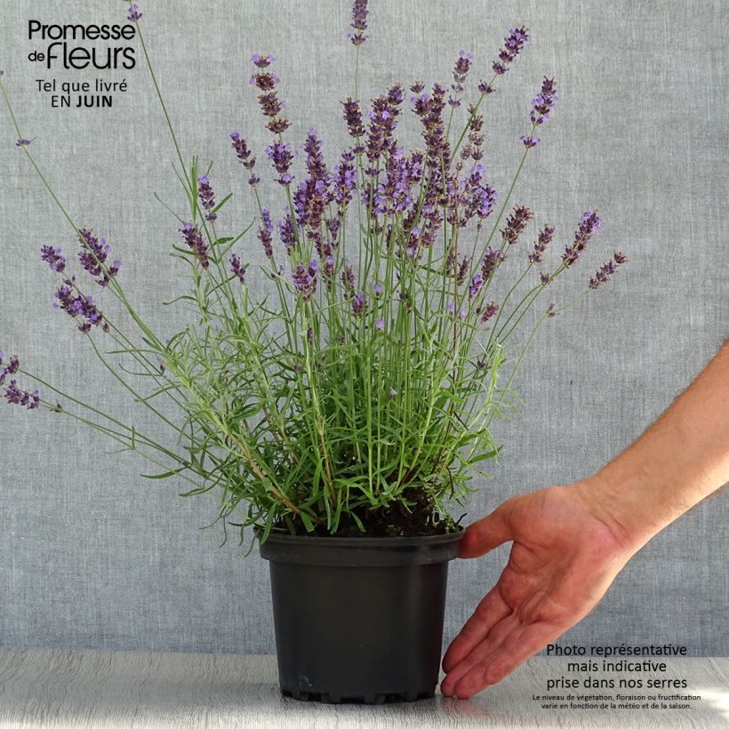 Ejemplar de Lavanda angustifolia Hidcote Maceta 1,5L/2LAltura de entrega aprox. 10/20cm entregado en verano