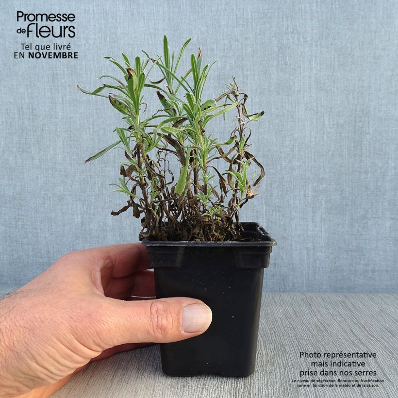 Ejemplar de Lavanda angustifolia Rosea Maceta de 7/8 cm entregado en otoño