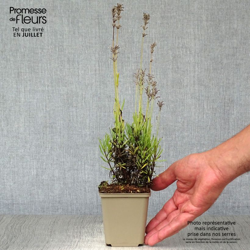 Ejemplar de Lavanda angustifolia Middachten Maceta de 8/9 cm entregado en verano