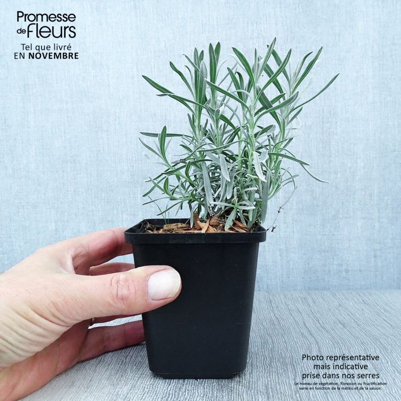Ejemplar de Lavanda intermedia Dutch Group - Lavandín Maceta de 8/9 cm entregado en otoño