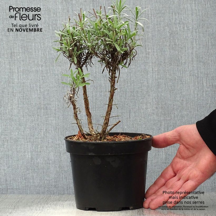 Ejemplar de Lavanda intermedia Grappenhall - Lavandín Maceta 2L/3L entregado en otoño