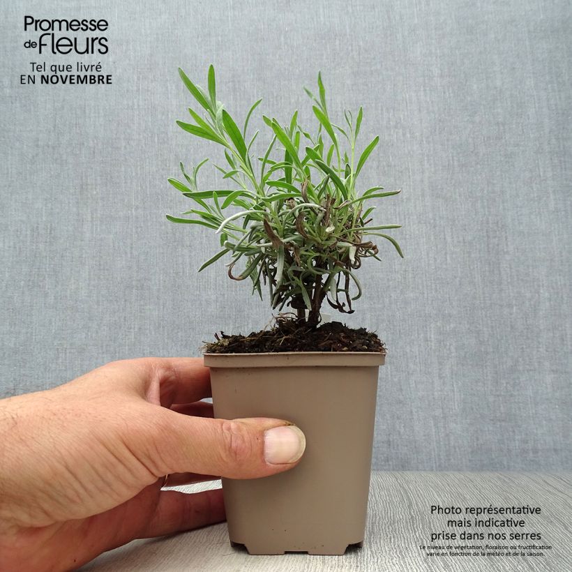 Ejemplar de Lavanda angustifolia Hidcote White Maceta de 8/9 cm entregado en otoño