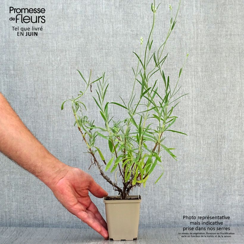 Ejemplar de Lavanda angustifolia Hidcote White Maceta de 8/9 cm entregado en verano