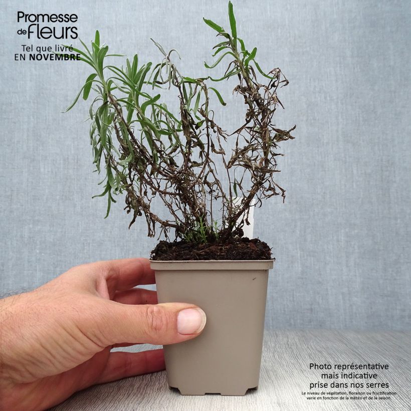 Ejemplar de Lavanda angustifolia Twickel Purple Maceta de 8/9 cm entregado en otoño