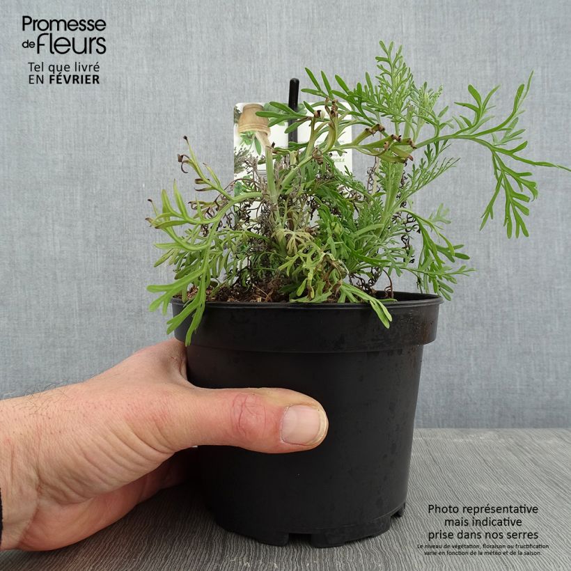 Lavanda pinnata - Matorrisco de Lanzarote Maceta 1,5L/2L Ejemplar entregado en invierno