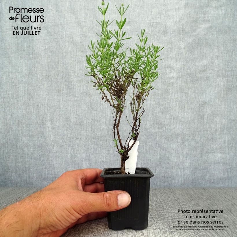 Ejemplar de Lavanda stoechas Magical Posy Purple - Cantueso Maceta de 8/9 cm entregado en verano