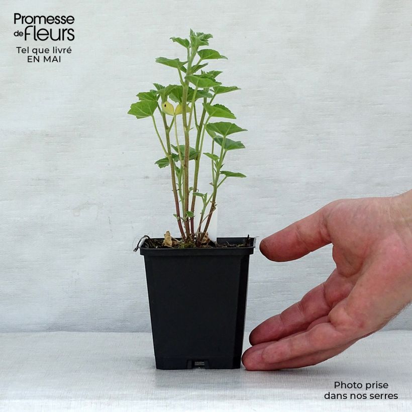 Lavatera Frederique Maceta de 8/9 cm Ejemplar entregado en la primavera