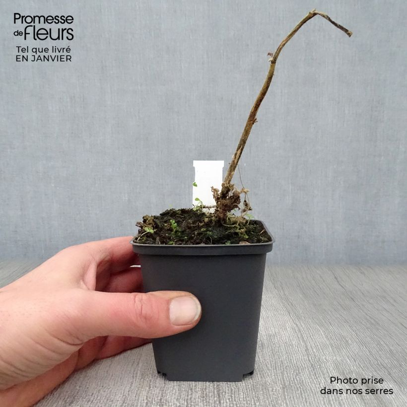 Lavatera Frederique Maceta de 8/9 cm Ejemplar entregado en invierno