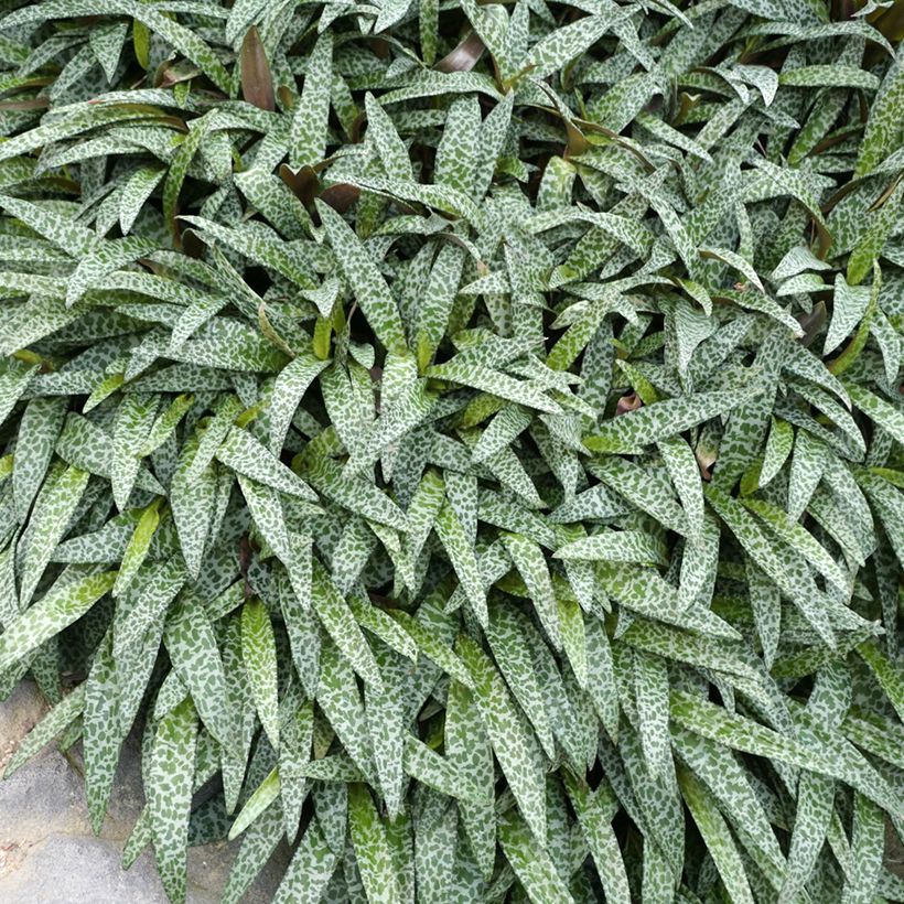 Ledebouria socialis (Follaje)