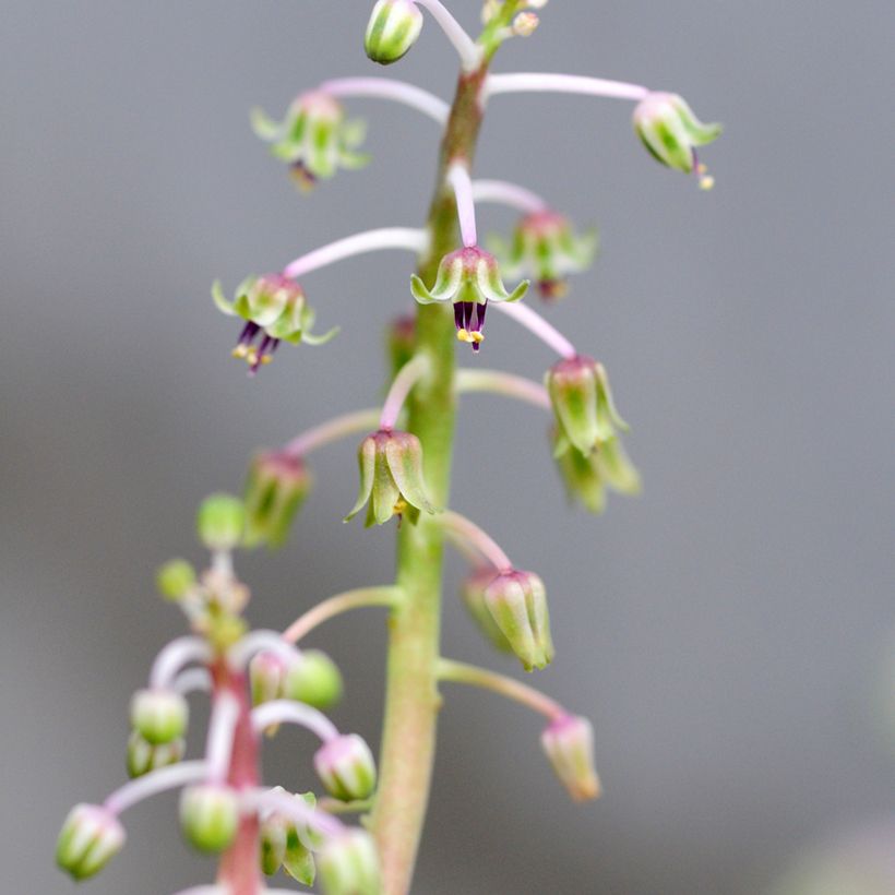 Ledebouria socialis (Floración)