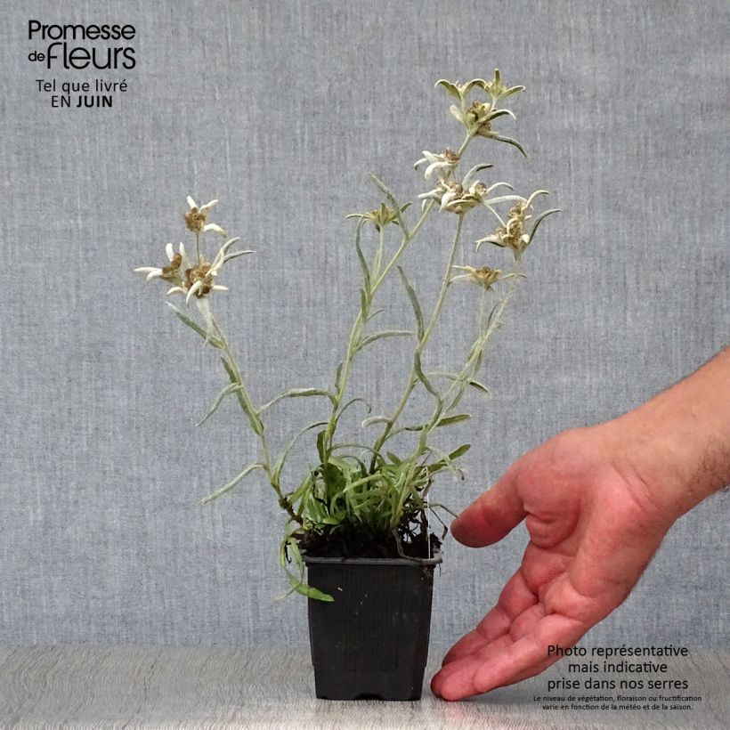 Ejemplar de Leontopodium alpinum Blossom of Snow - Flor de las nieves Maceta de 8/9 cm entregado en verano