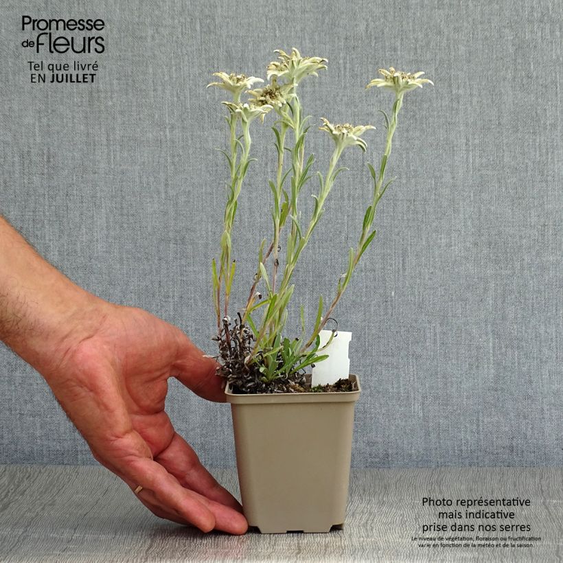 Ejemplar de Leontopodium alpinum Mont Blanc - Flor de las nieves Maceta de 8/9 cm entregado en verano