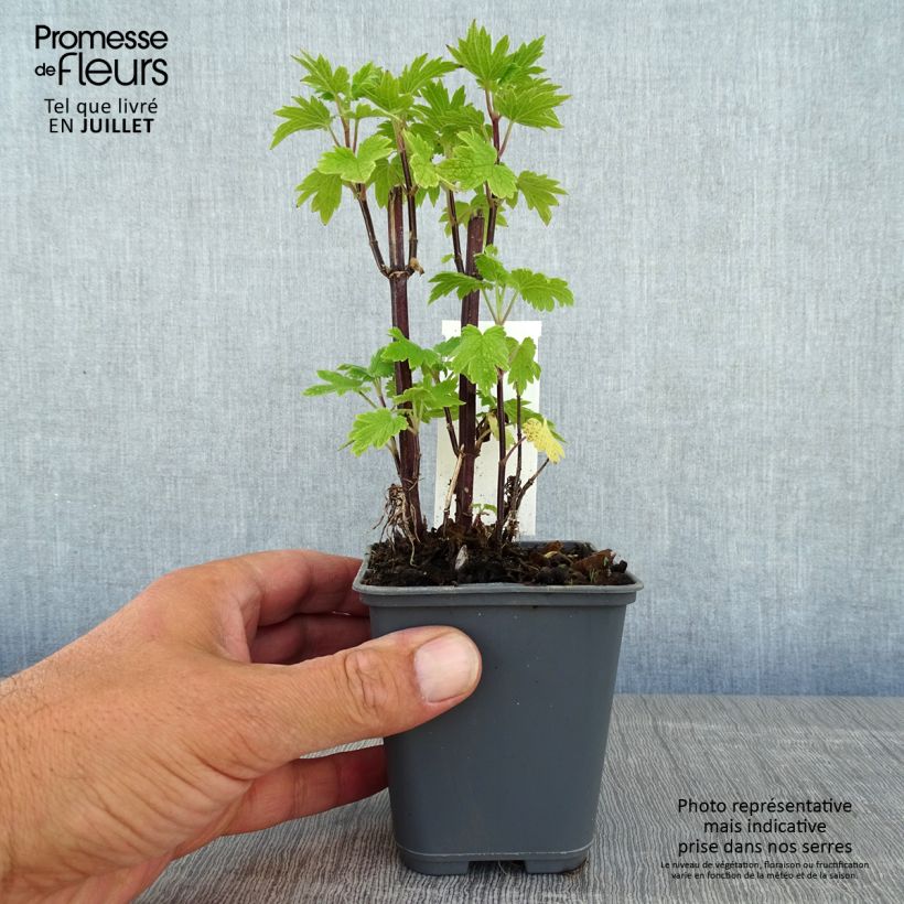 Ejemplar de Leonurus cardiaca - Agripalma Maceta de 8/9 cm entregado en verano