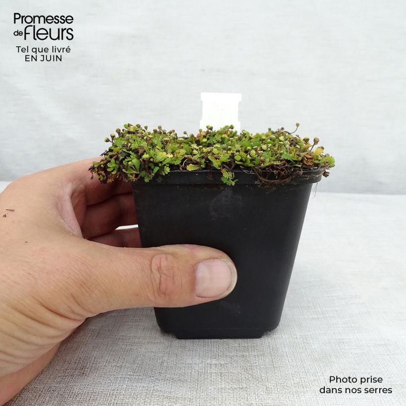 Ejemplar de Leptinella dioica Minima Maceta de 8/9 cm entregado en verano