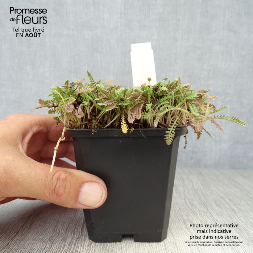 Ejemplar de Leptinella potentillina Maceta de 8/9 cm entregado en verano