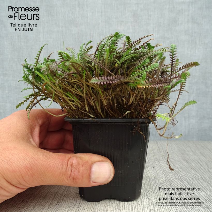 Ejemplar de Leptinella squalida Platt's Black Godet de 9cm entregado en verano