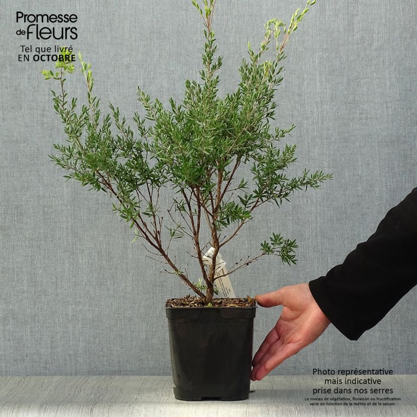 Ejemplar de Leptospermum Karo Pearl Star Maceta 2L/3L entregado en otoño