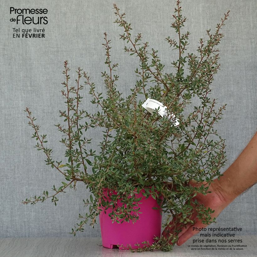 Ejemplar de Leptospermum lanigerum Mesmer Eyes - árbol del té lanudo Maceta 2L/3L entregado en otoño