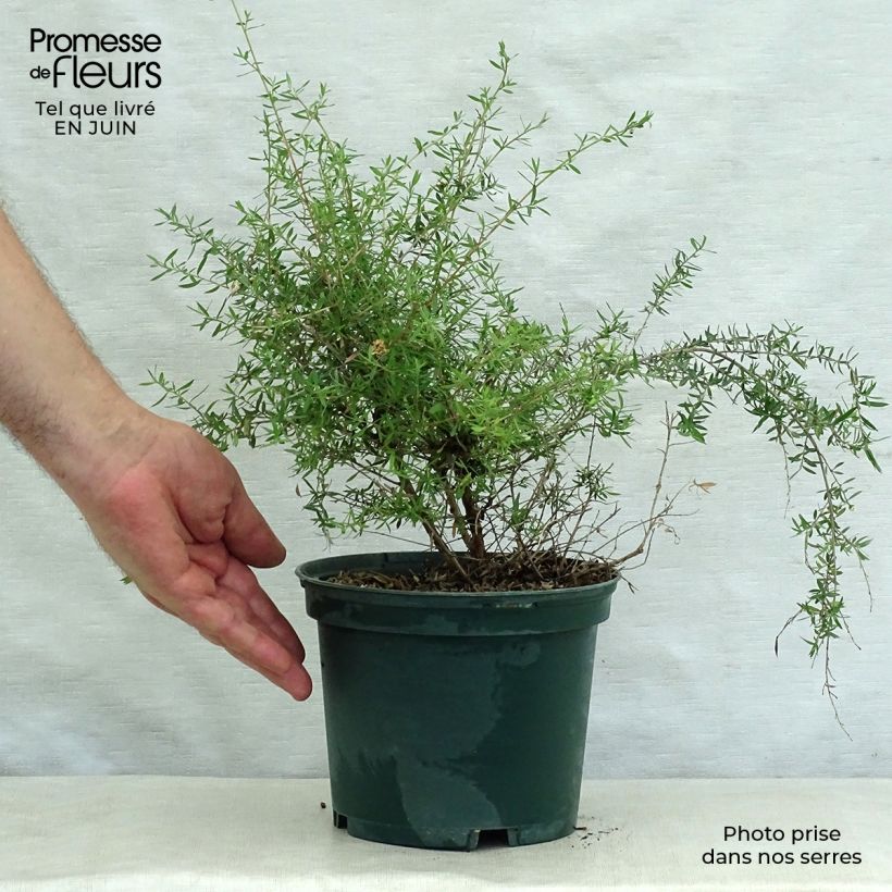 Ejemplar de Leptospermum scoparium blanco Maceta 2L/3L entregado en verano