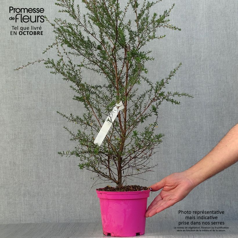 Ejemplar de Leptospermum scoparium Martini Maceta 2L/3L entregado en otoño