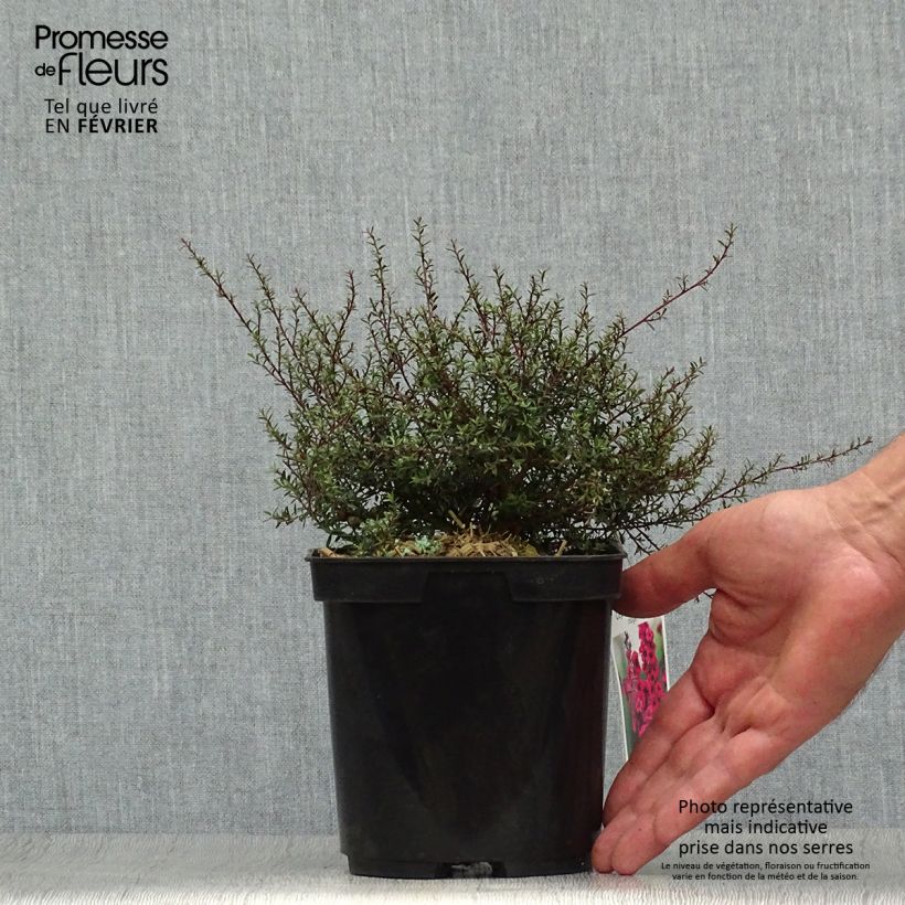 Ejemplar de Leptospermum scoparium Nanum Kiwi Maceta 2L/3L entregado en otoño