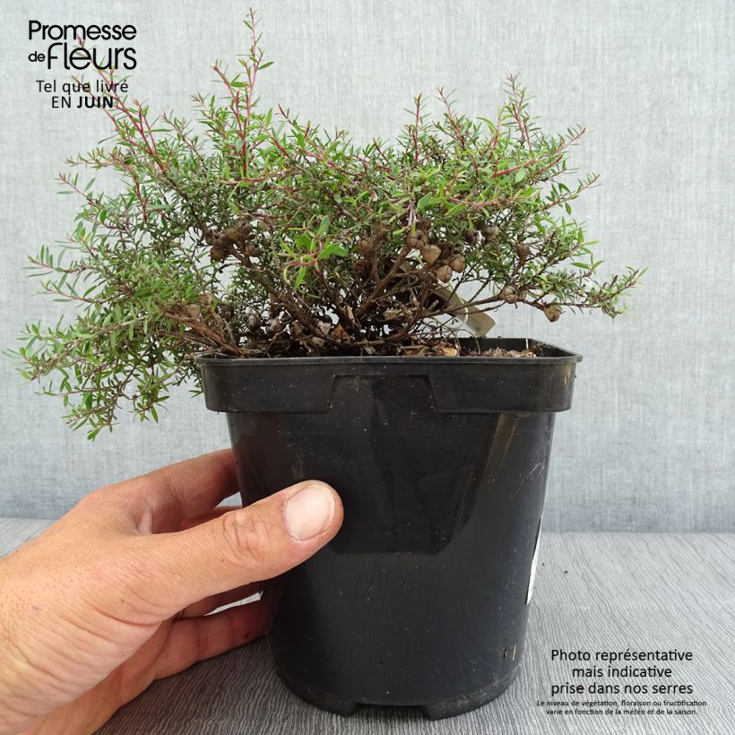 Ejemplar de Leptospermum scoparium Nanum Kiwi - Arbre à thé de Nouvelle-Zélande Pot de 2L entregado en verano