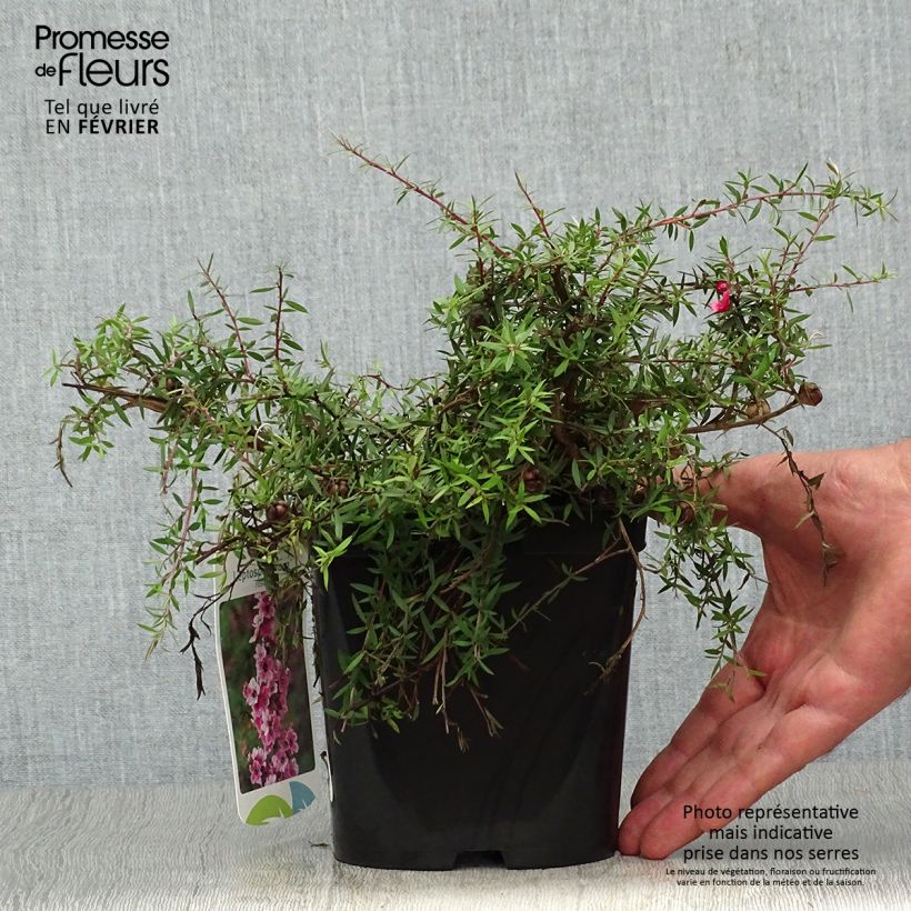 Ejemplar de Leptospermum scoparium Red Falls Maceta 2L/3L entregado en otoño