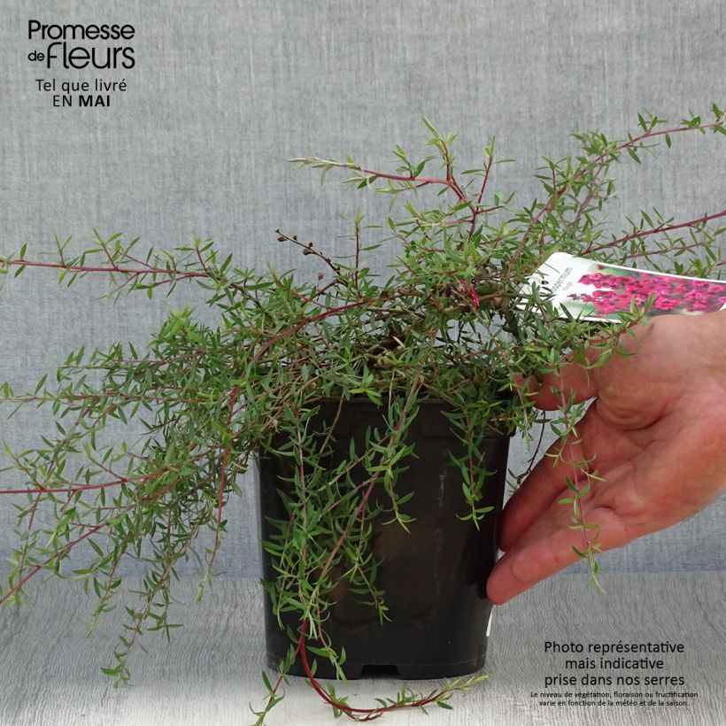 Leptospermum scoparium Red Falls - Arbre à thé de Nouvelle-Zélande Pot de 2L/3L Ejemplar entregado en la primavera