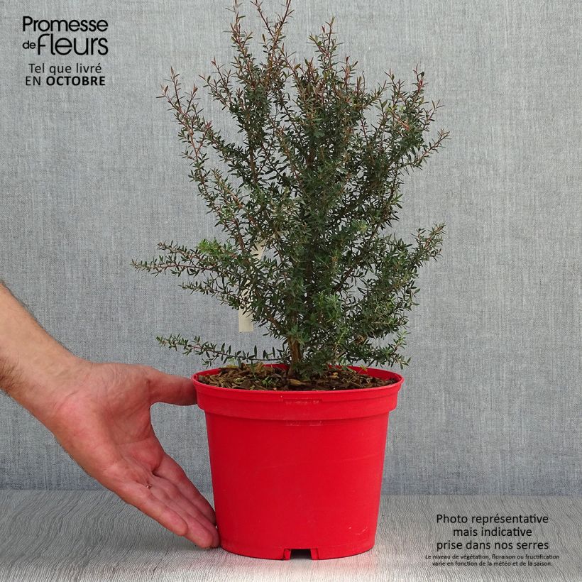 Ejemplar de Leptospermum scoparium Red damask Maceta 3L/4L entregado en otoño