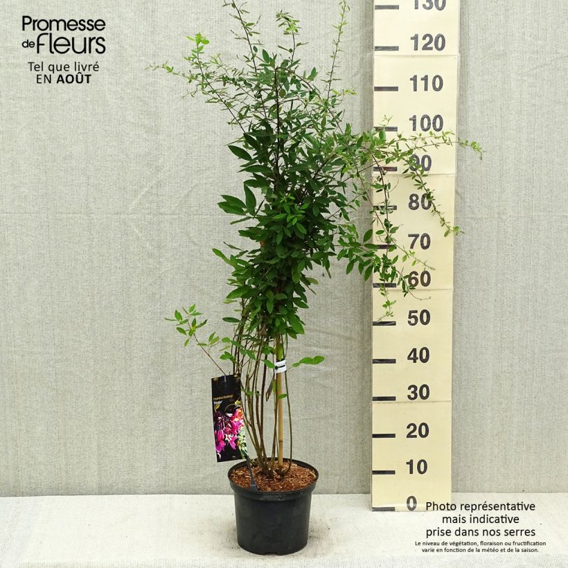 Ejemplar de Lespedeza thunbergii Gibraltar Maceta 2L/3L entregado en verano