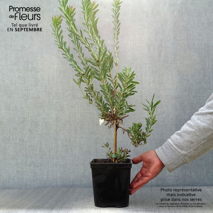 Ejemplar de Leucadendron salignum Devil's Blush Maceta 3L/4L entregado en otoño