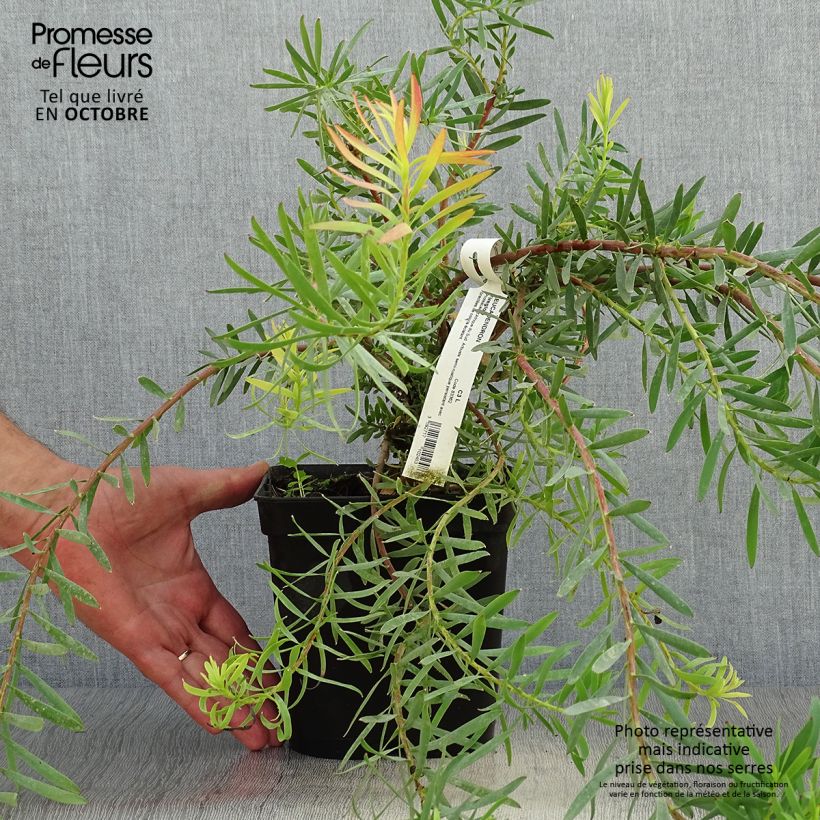 Ejemplar de Leucadendron salignum Fireglow Maceta 3L/4L entregado en otoño