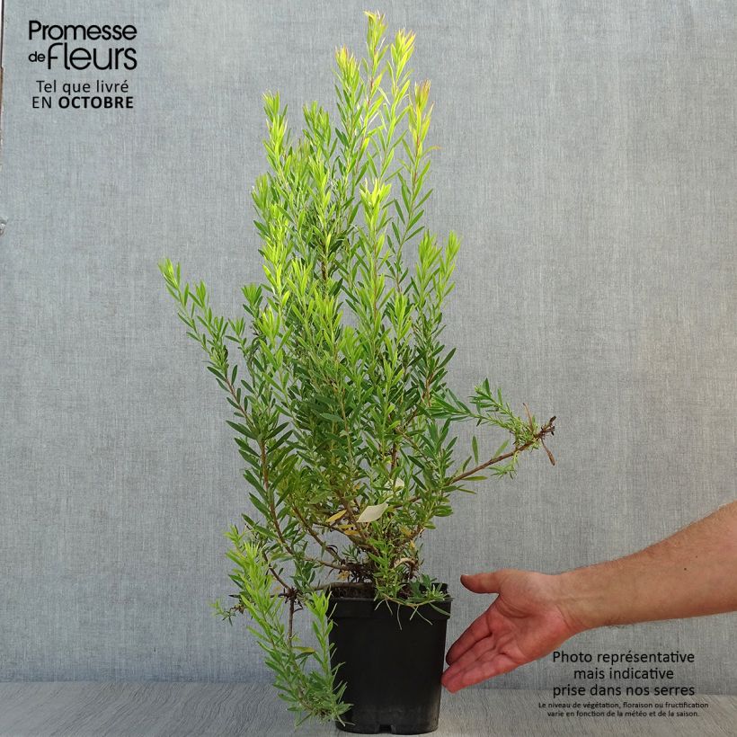 Ejemplar de Leucadendron Jack Harre Maceta 3L/4L entregado en otoño