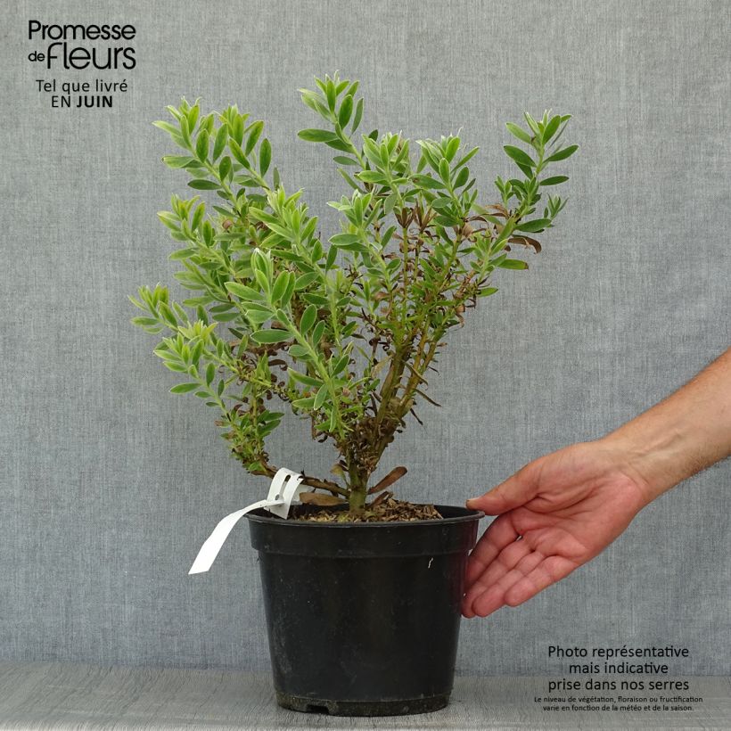 Ejemplar de Leucadendron Safari Sunset Pot de 3L/4L entregado en verano