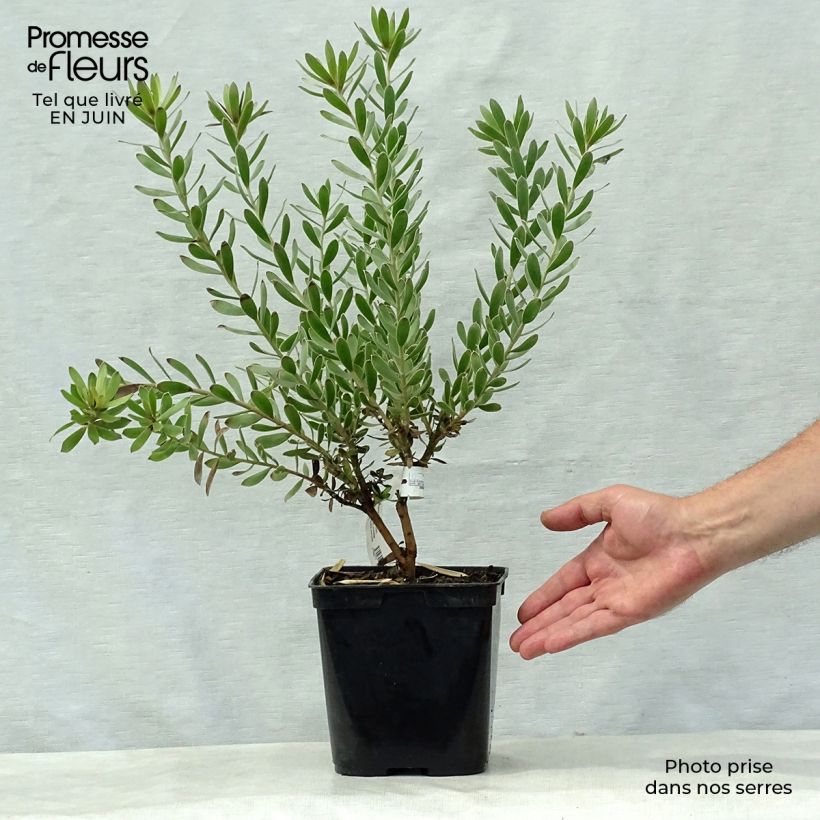 Ejemplar de Leucadendron Sundance Pot de 3L/4L entregado en verano