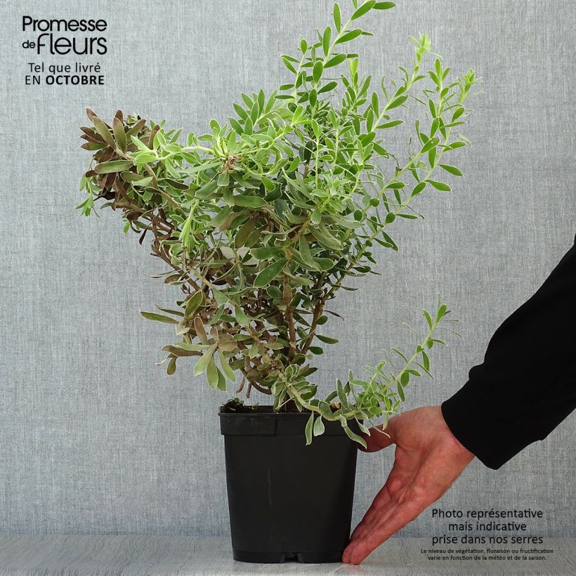 Ejemplar de Leucadendron Sundance Maceta 3L/4L entregado en otoño