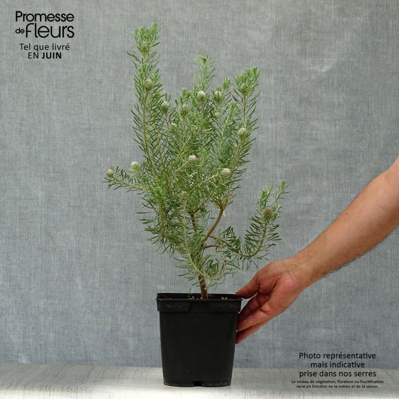 Ejemplar de Leucadendron galpinii Carlin  Pot de 3L/4L entregado en verano